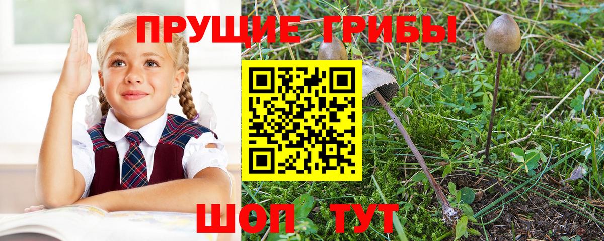 Псилоцибиновые грибы Psilocybine cubensis Сосновоборск